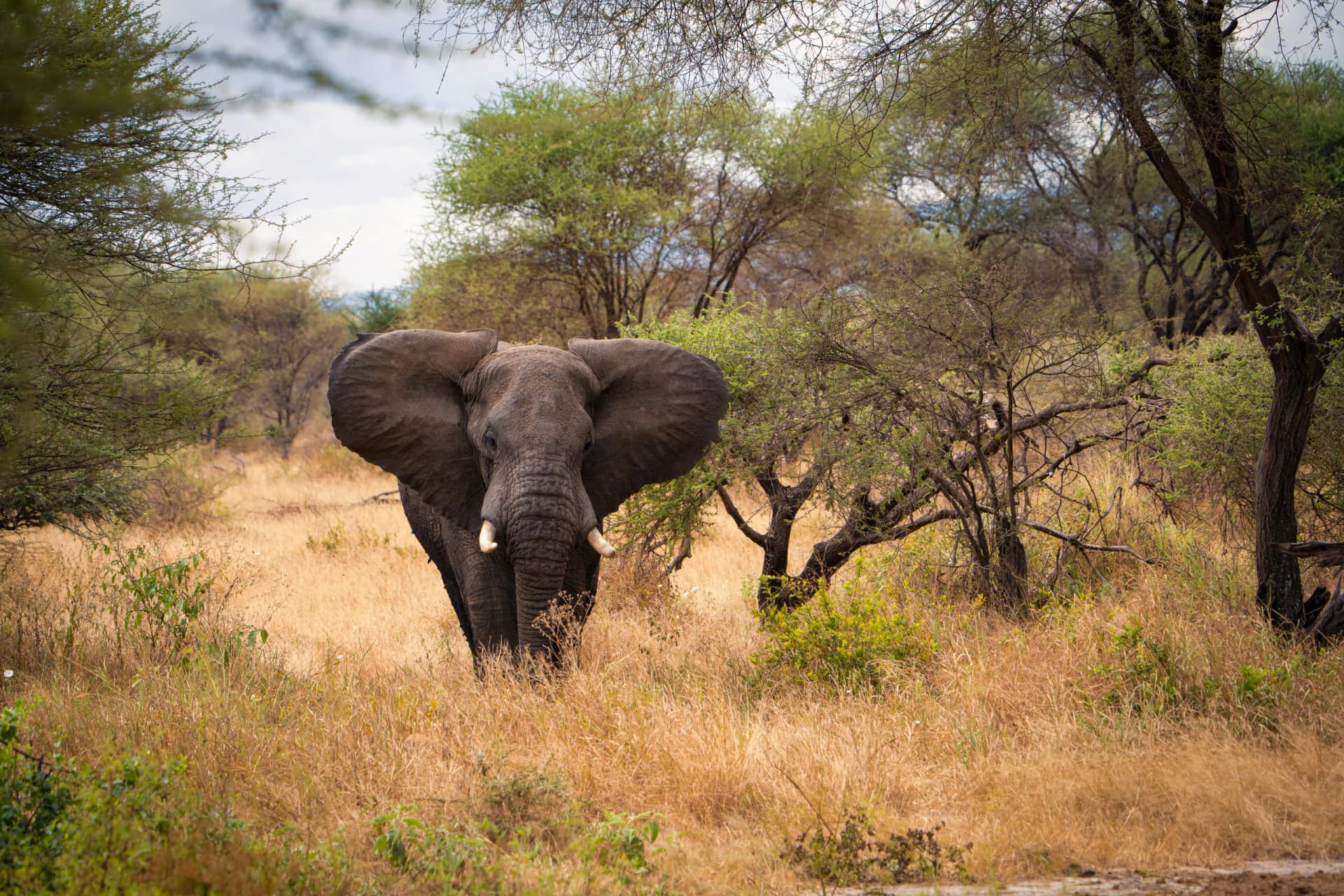 An elephant walking through dry grass and acacia trees