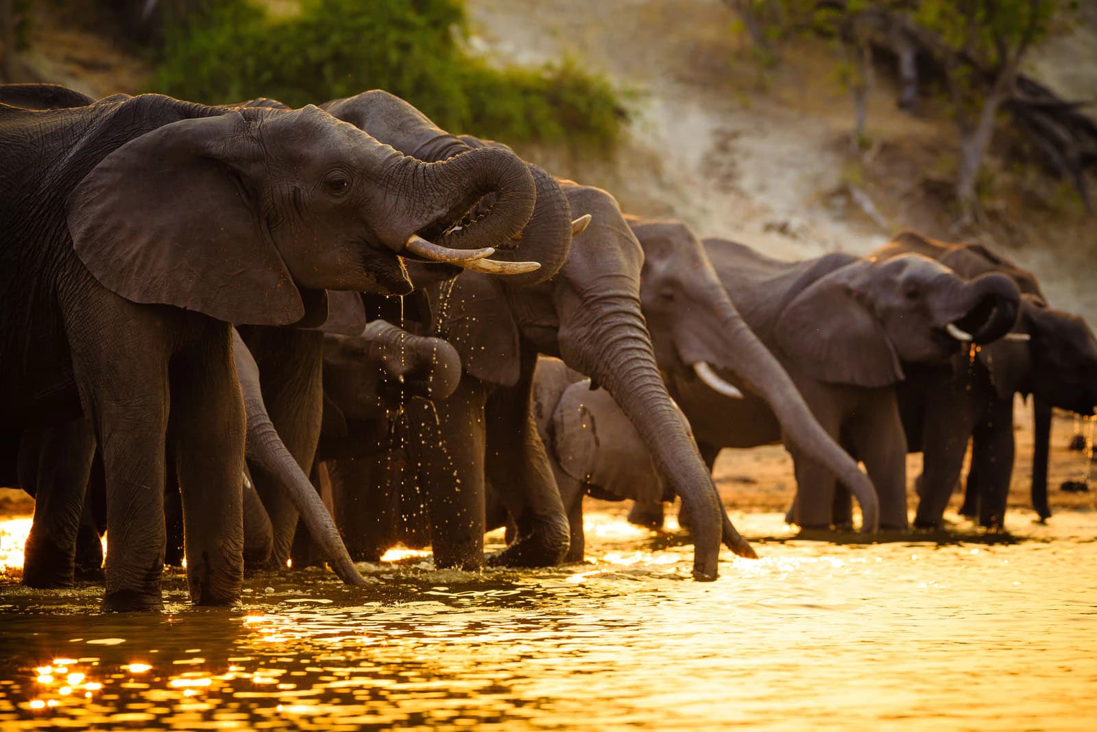 A family of elephants drinking at a waterhole in golden evening light