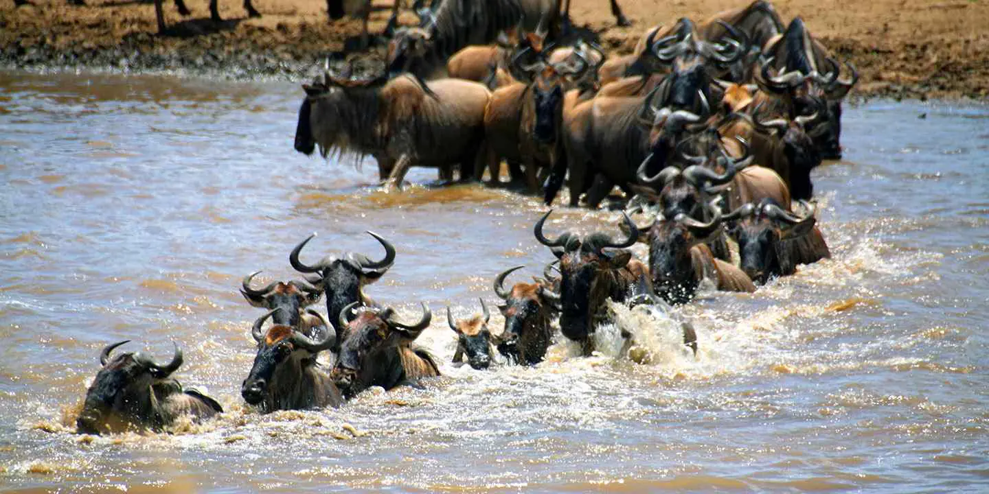 Wildebeest plunging across a river during the Great Migration